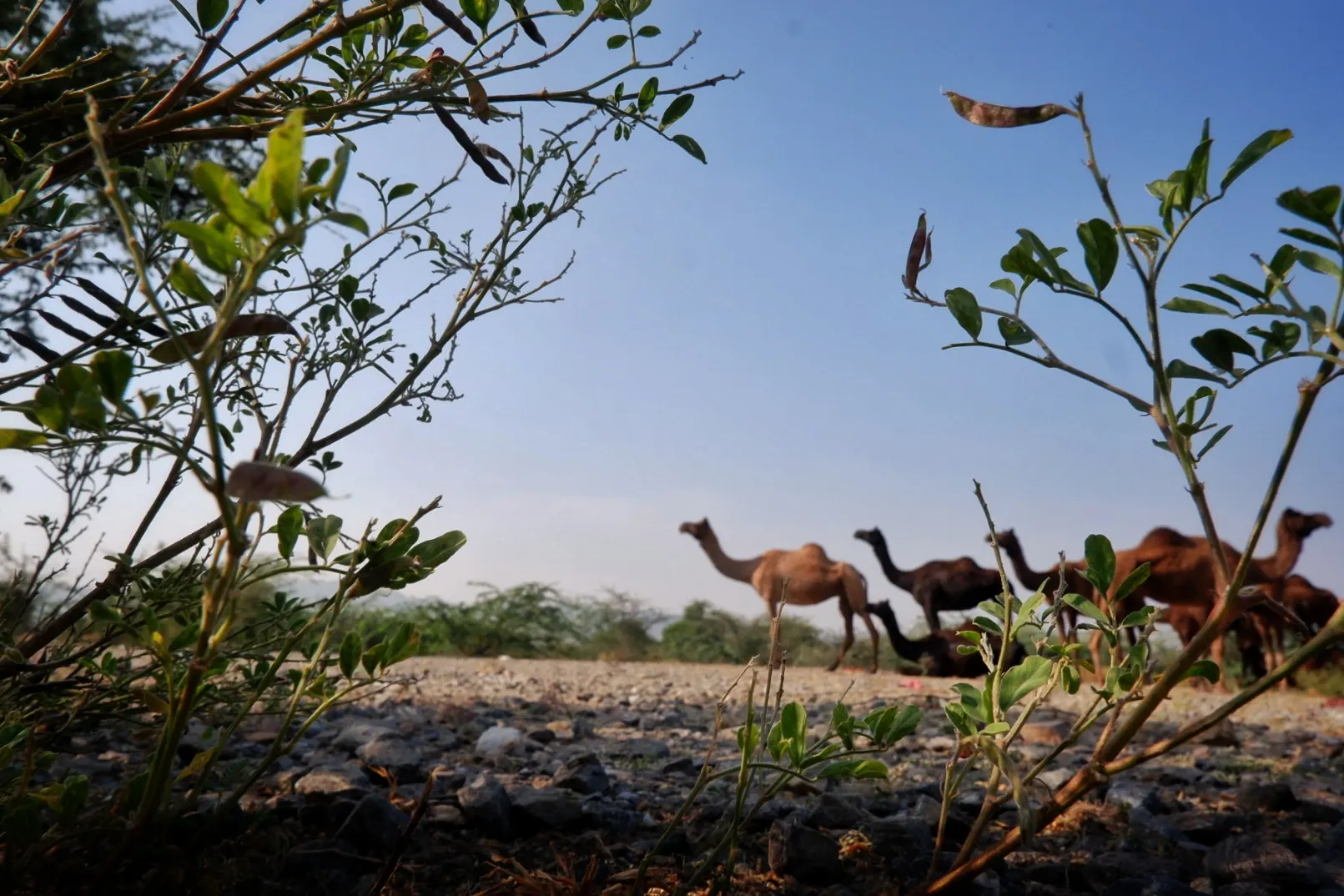 Life in Pushkar